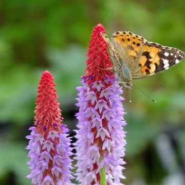 Tähkäesikko - Primula vialii