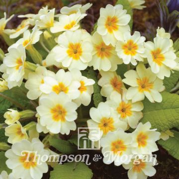 Kääpiöesikko (siemenet) - Primula vulgaris