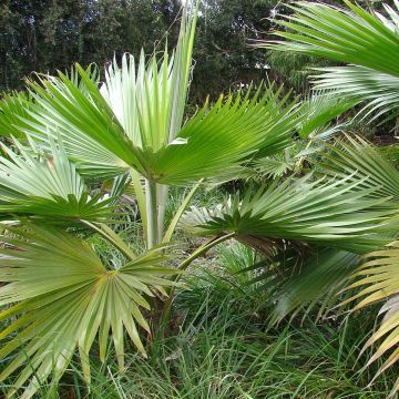 Leuhupalmu - Pritchardia hillebrandii