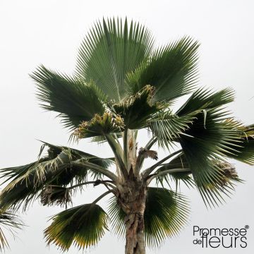 Leuhupalmu - Pritchardia pacifia