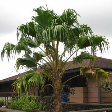 Leuhupalmu - Pritchardia remota