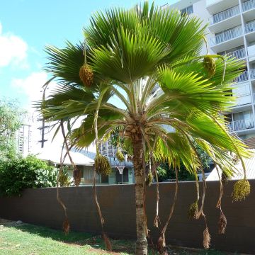 Leuhupalmu - Pritchardia thurstonii