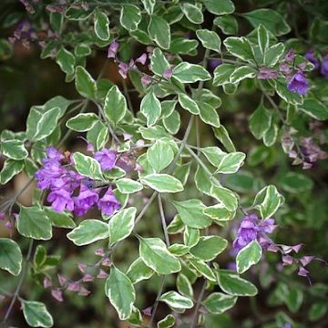 Ritvamintu Variegata