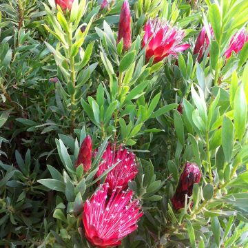 Protea Clark's Punainen