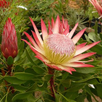 Kuningasprotea Pink Crown