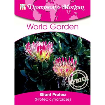 Kuningasprotea (siemenet) - Protea cynaroides