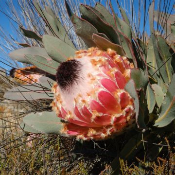 Partaprotea - Protea magnifica