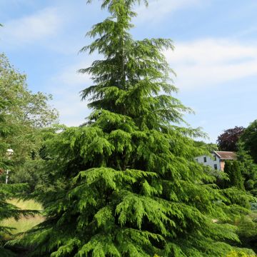 Lännenhemlokki - Tsuga heterophylla