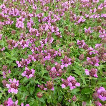 Tarhaniittyhumala Rosea
