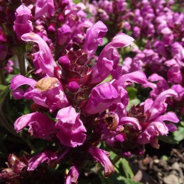 Isoniittyhumala Pink Loveliness