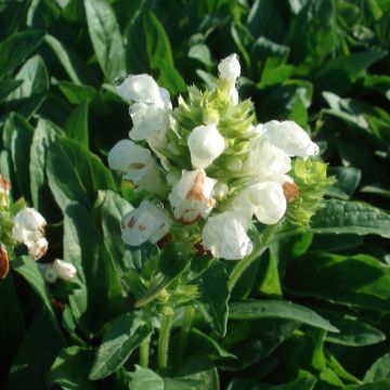 Isoniittyhumala White Loveliness