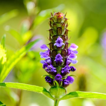 Niittyhumala - Prunella vulgaris