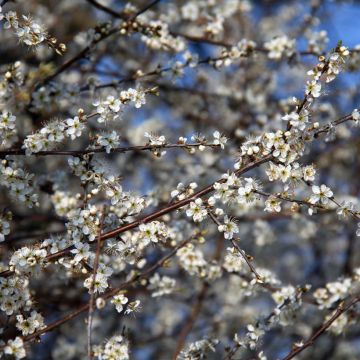 Oratuomi - Prunus spinosa