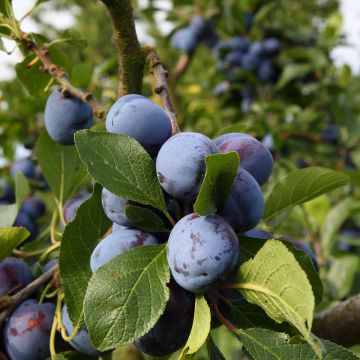 Luumu Bleue de Belgique