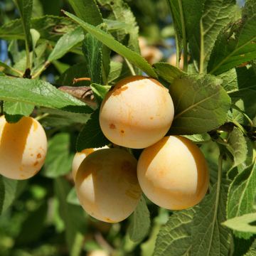 Mirabelliluumu Badoual luomu