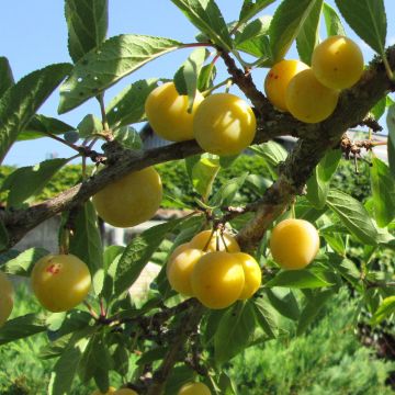 Mirabelliluumu Mirabelle de Metz luomu