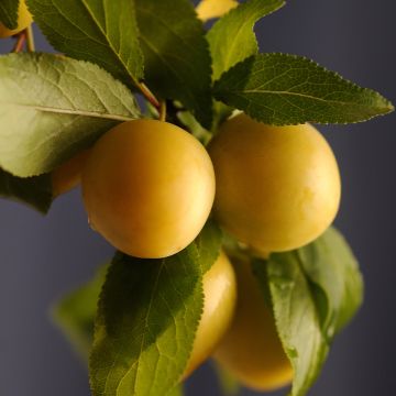 Luumu Reinegold
