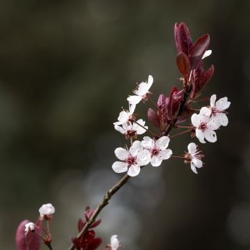Kirsikkaluumu Nigra