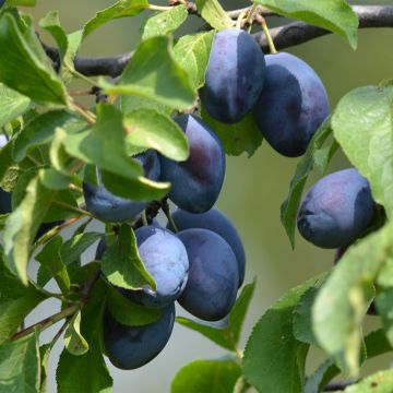 Luumu Fruit Me Plum Me itsepölytteinen