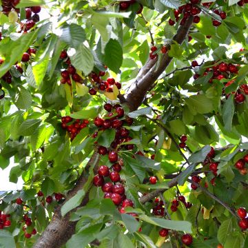 Imeläkirsikka Schneiders Späte Knorpelkirsche
