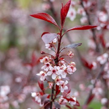 Laakerikirsikka - Prunus x cistena