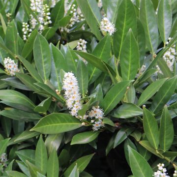 Laakerikirsikka Caucasica