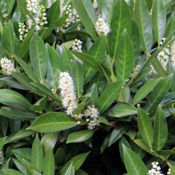 Laakerikirsikka Fontanettes