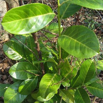 Laakerikirsikka Rotundifolia