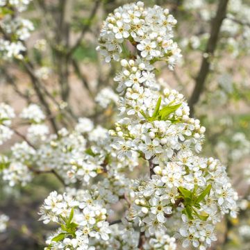 Veikselinkirsikka - Prunus mahaleb