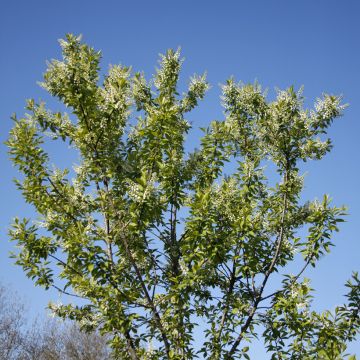 Tuomi Nana