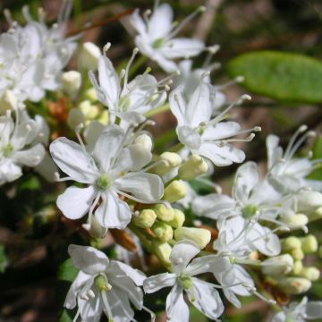Hietakirsikka Depressa