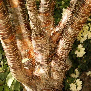 Laakerikirsikka - Prunus rufa