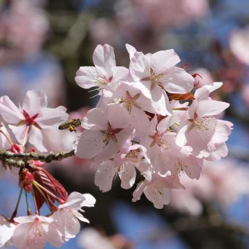 Rusokirsikka - Prunus sargentii