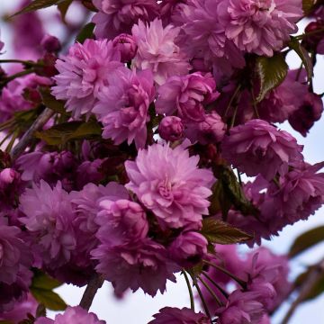 Japaninkirsikka Kiku-Shidare-Zakura