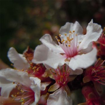 Nukkakirsikka - Prunus tomentosa