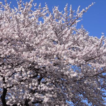 Yoshinonkirsikka - Prunus x yedoensis