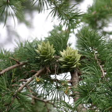 Kultalehtikuusi - Pseudolarix amabilis