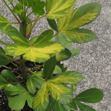 Pseudopanax lessonii Gecko Gold