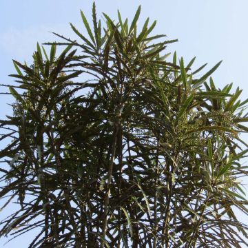 Harppuuna-aralia - Pseudopanax crassifolium