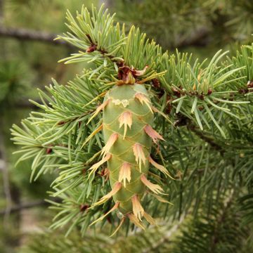 Douglaskuusi - Pseudotsuga menziesii