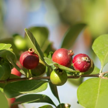 Mansikkaguava - Psidium cattleianum