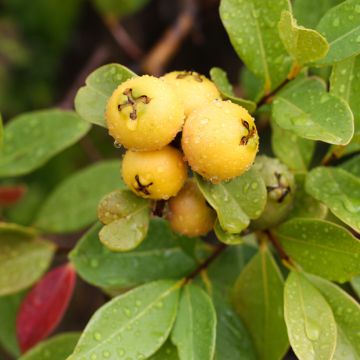Mansikkaguava lucidum - Psidium cattleianum