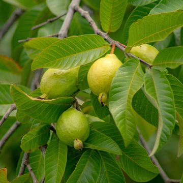 Guava Limon