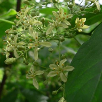 Humalalaikkio - Ptelea trifoliata