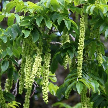 Kaukasiansiipipähkinä - Pterocarya fraxinifolia