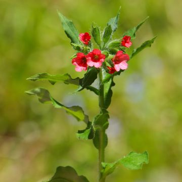 Punaimikkä - Pulmonaria rubra