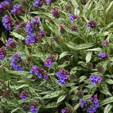 Imikä - Pulmonaria longifolia subsp. cevennensis