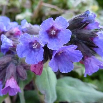 Rohtoimikkä - Pulmonaria officinalis