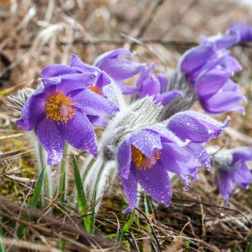 Hämeenkylmänkukka - Pulsatilla patens