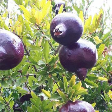 Granaattiomena Black Fruit